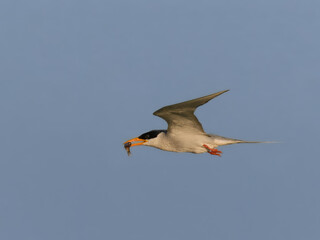 Obraz premium River Tern Sterna aurantia with a fish kill flight flying flyVulnerable on IUCN Red List of Threatened Birds. Sleek bird black cap yellow bill long wings Rivers lakes Dives for fish graceful flight