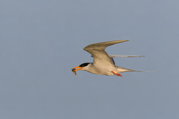 River Tern Sterna aurantia with a fish kill flight flying fly

Vulnerable on IUCN Red List of Threatened Birds. Sleek bird black cap yellow bill long wings Rivers  lakes Dives for fish graceful flight