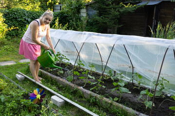 An adult woman waters tomatoes in a greenhouse. A greenhouse with growing tomatoes.