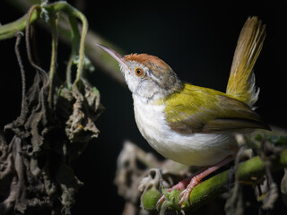 Common Tailorbird Orthotomus sutorius Pakistan olive green songbird with rust crown famed for leaf stitching nests urban garden gem vital insect controller