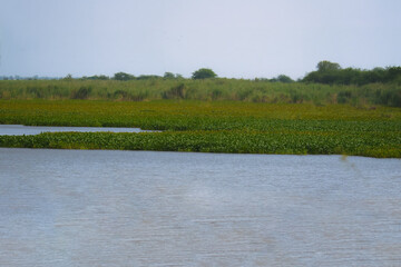 Pontederia crassipes (Water Hyacinth) thrives in Indus River wetlands of Pakistan. Though invasive...