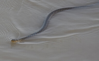 Checkered keelback Asiatic water snake Fowlea piscator aggressive non venomous water snake found near Indus River wetlands ponds Pakistan Active swimmer hunting fish basking near water bodies