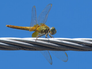 Scarlet Skimmer Crocothemis servilia Ruddy Marsh Skimmer female electricity wire red dragonfly Pakistan Indus River cropland cultivation wetlands ponds key insect of aquatic habitats in South Asia