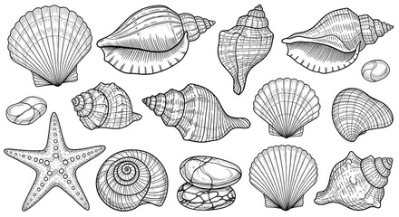 Intricate Collection of Marine Shells and Starfish Illustrations in Detailed Line Art Style