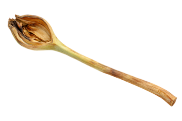 Dried flower seed pod on black background botanical specimen nature study