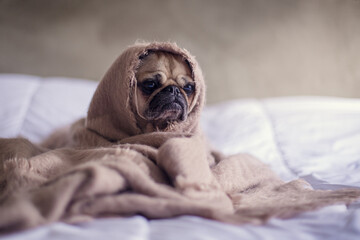 a puppy wrapped in a towel