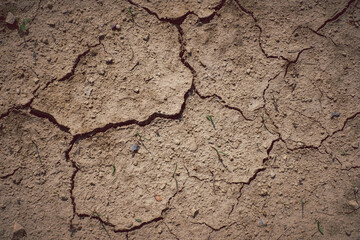 A cracked and broken ground with a few small plants growing out of it