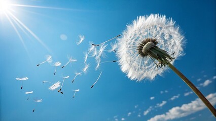 Fluffy white dandelion seed heads caught in the summer wind against a clear blue sky