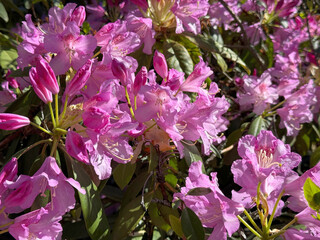 Rhododendron ponticum pink flowers azalea ericaceae