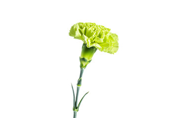 Fototapeta premium a single yellow carnation flower in a vase