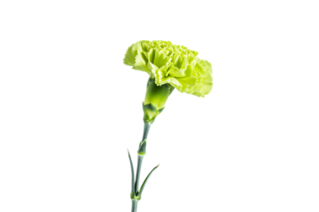 a single yellow carnation flower in a vase