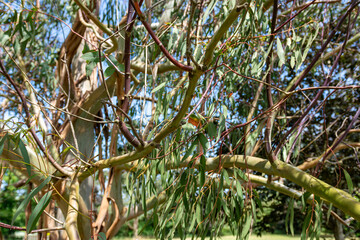 Eucalyptus tree