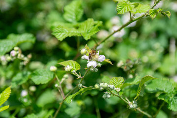 green leaves in spring