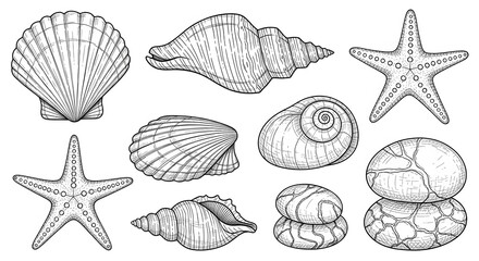 A Collection of Beautiful Shells and Sea Creatures Illustrated in Elegant Designs