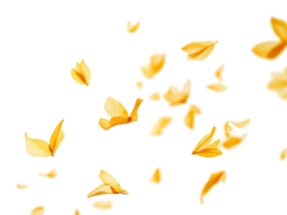 PNG Yellow petals floating background air blossom.