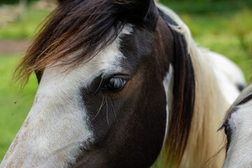 close up of a horse