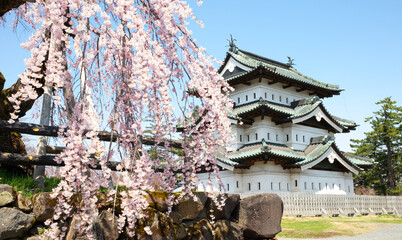Cerasus itosakura or called it weeping cherry tree in Hirosaki park