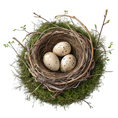 Bird Nest with Eggs in Soft Natural Tones Isolated on White Background
