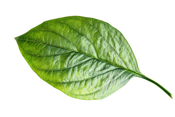 Obraz premium a green leaf on a white background