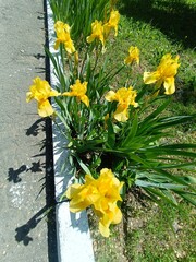 Vibrant Yellow Iris Blossoms in Sunlight
