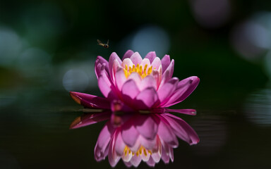 hoverfly flying over a pink lotus flower on the water in the pond with reflection