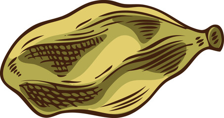 Fresh green cardamom pod, hand drawn watercolor vector illustration.