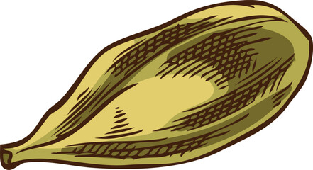 Green cardamom seed, hand drawn watercolor sketch. Vector illustration.