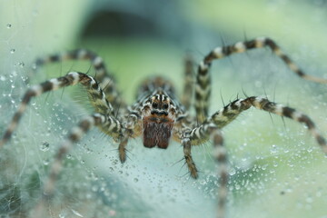 A wolf spider, possibly Agelenopsis aperta or Tegenaria ferruginea, resting on a dew-covered spider web. The intricate web structure and water droplets reflect light beautifully.
