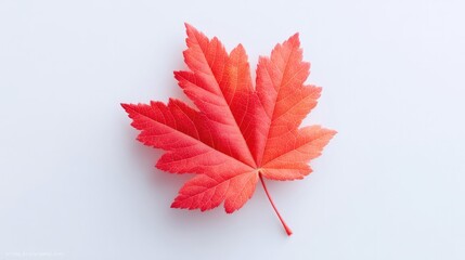 single red maple leaf floats gently against white background creating minimalistic autumn vibe