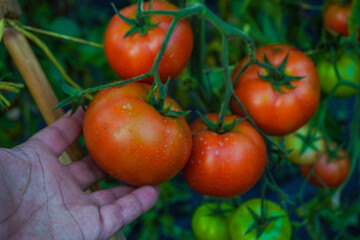 Tomato plants that look fresh and ready to harvest, Fresh bunch of red natural tomatoes in organic...