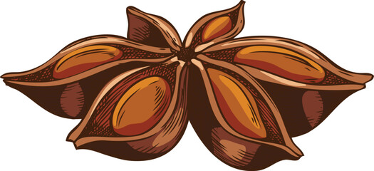 Hand drawn watercolor illustration of star anise. Icon.