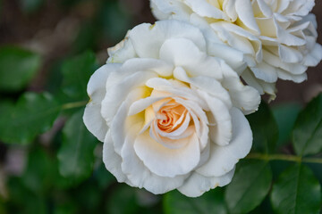 white rose flower