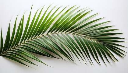 palm leaf on a white background