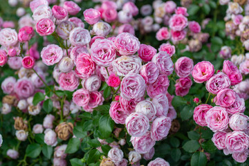 pink and white roses
