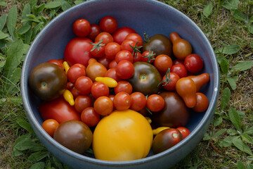 Tomaten anbauen und ernten