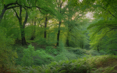 Obraz premium path in the forest