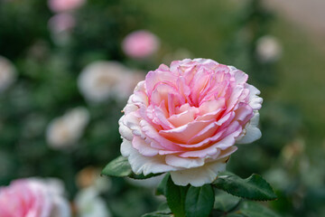 pink rose in garden