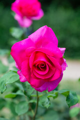 pink rose in garden