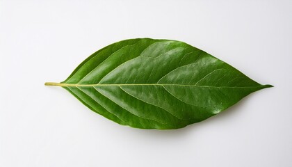 Obraz premium top down view of 2 young leaves laid horizontally white background