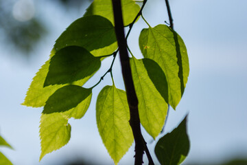 green leaves in the sun