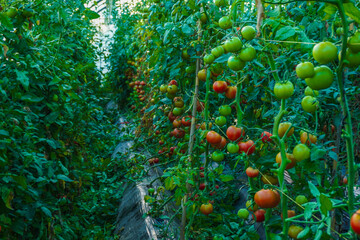 Tomato plants that look fresh and ready to harvest, Fresh bunch of red natural tomatoes in organic...