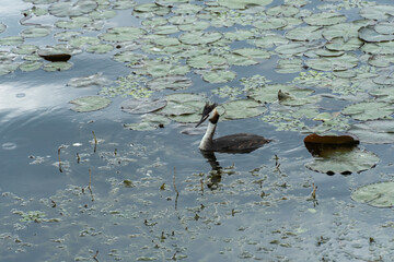 Wild duck or crested grebe of swims in the river. On head bird podiceps cristatus of two dark tufts of feathers and red neck. Birdlife in wild nature. Crested waterbird close-up.