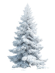 Snowy fir tree, isolated on black