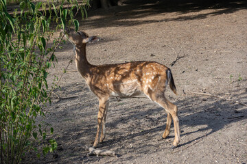 young deer in the wild
