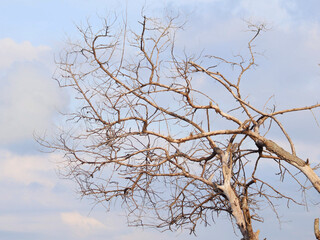 dead tree against blue sky
