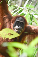 Oranguntan jungle 