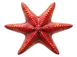 Close up of a red starfish with six arms and small bumps on a black background in detailed view