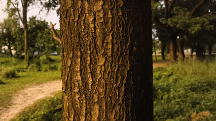 tree trunk in the forest