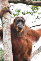 Oranguntan Jungle 