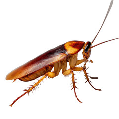 Close-up of a cockroach, side profile.  Brown and tan segmented body,  long legs, antennae, and wings.  Dark background